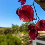 D'alma Falesia - By Dalma Portuguesa 公寓 *